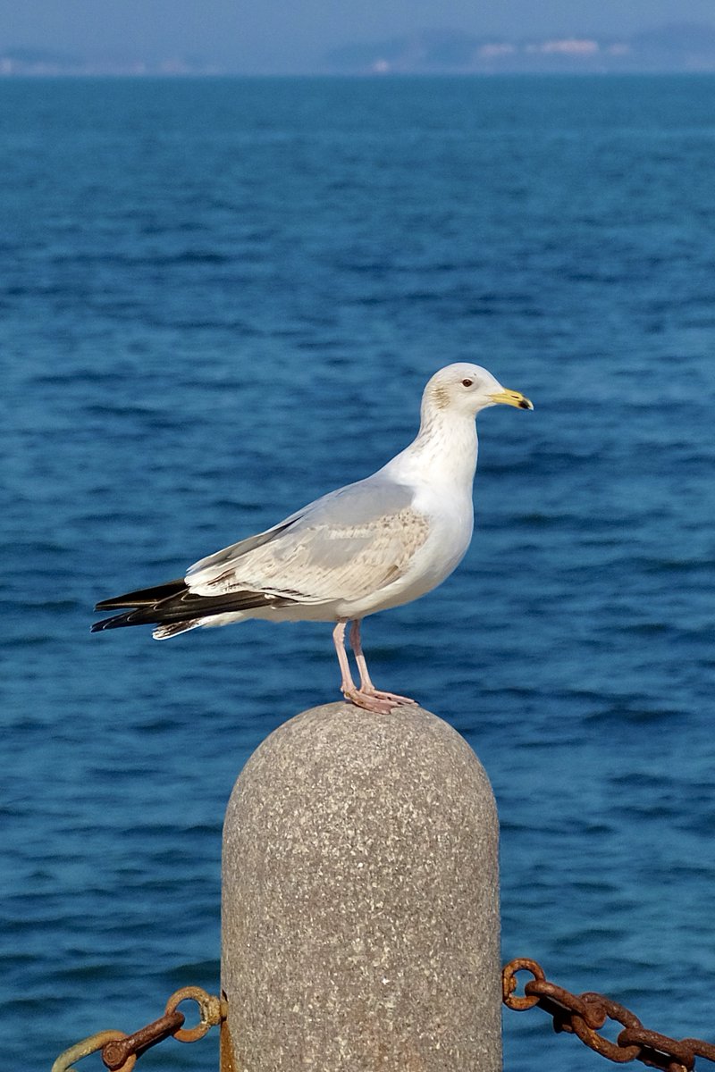 C21_Odyssey's tweet image. 这个季节有更多种类的海鸥从外地迁徙过来，可爱又生机勃勃的样子😍
#seagull #seaside 
-