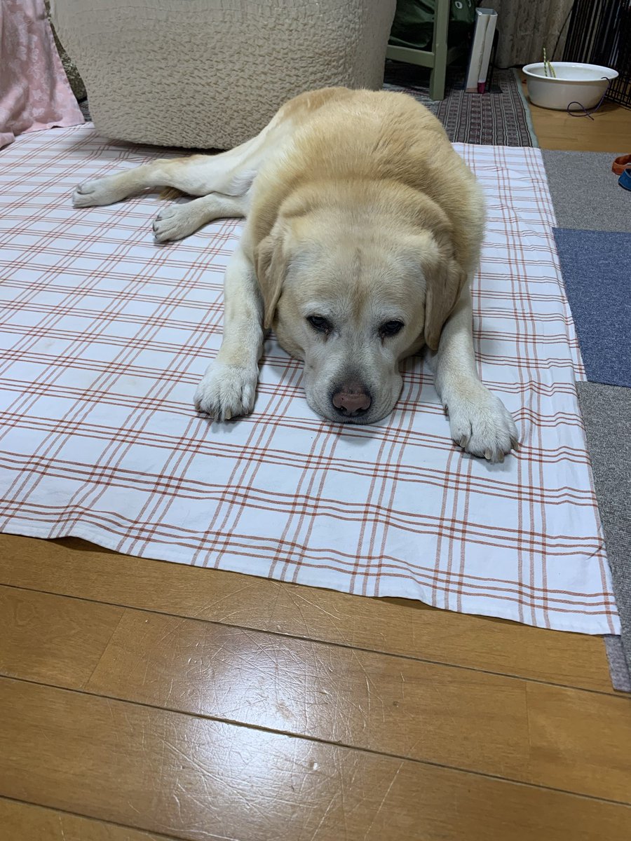 おいしいものくれない
