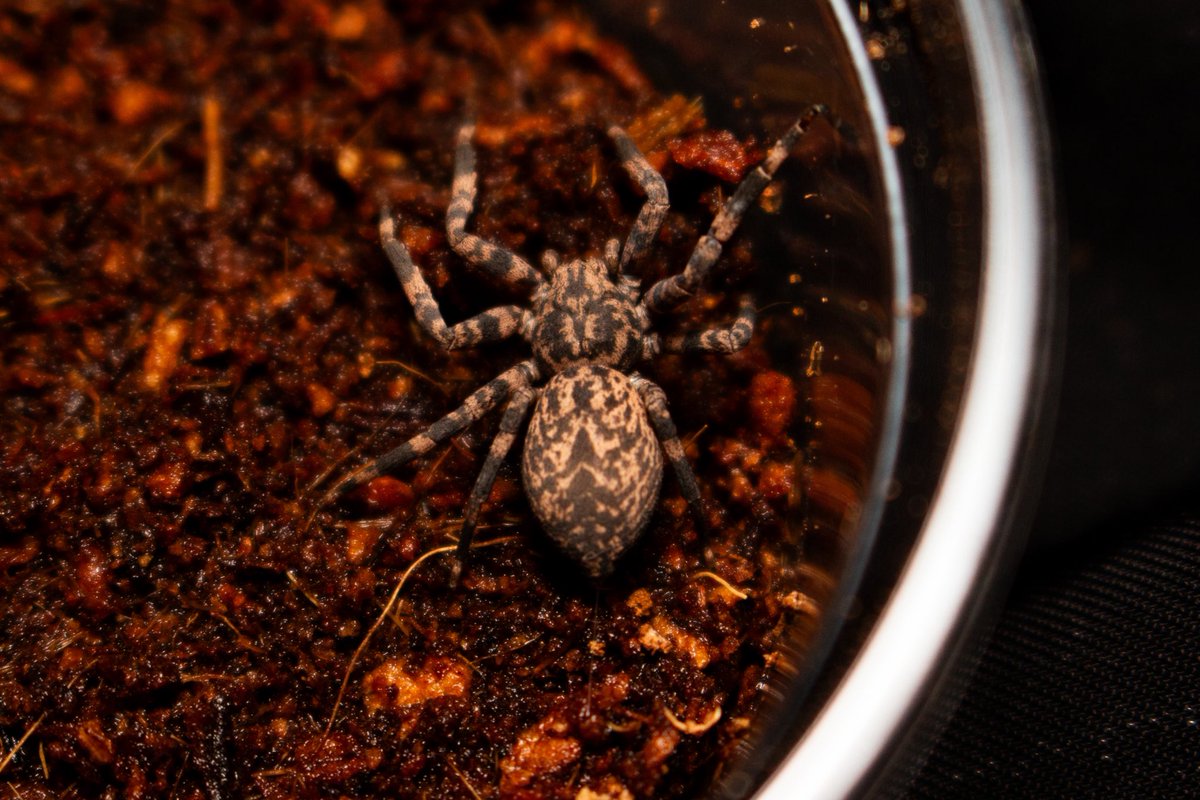 メガネ🦋/Satisfactory tweet media