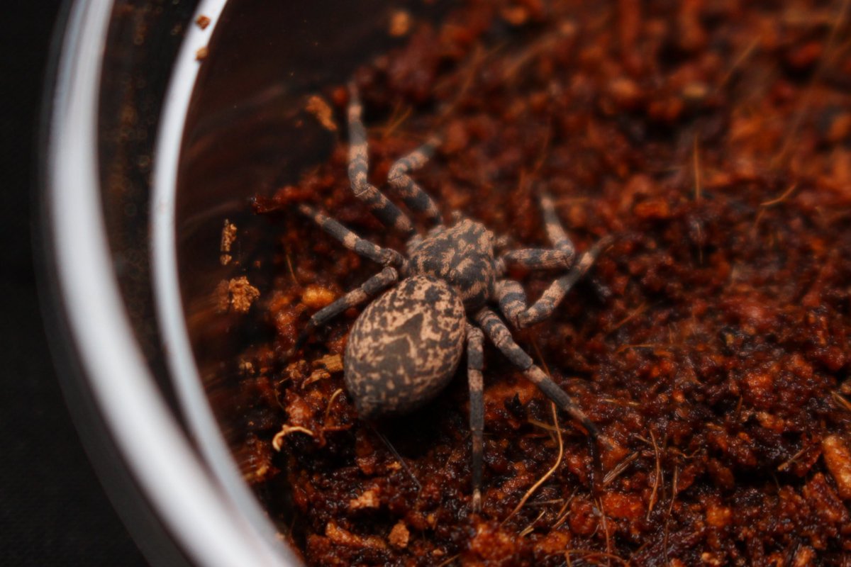 メガネ🦋/Satisfactory tweet media