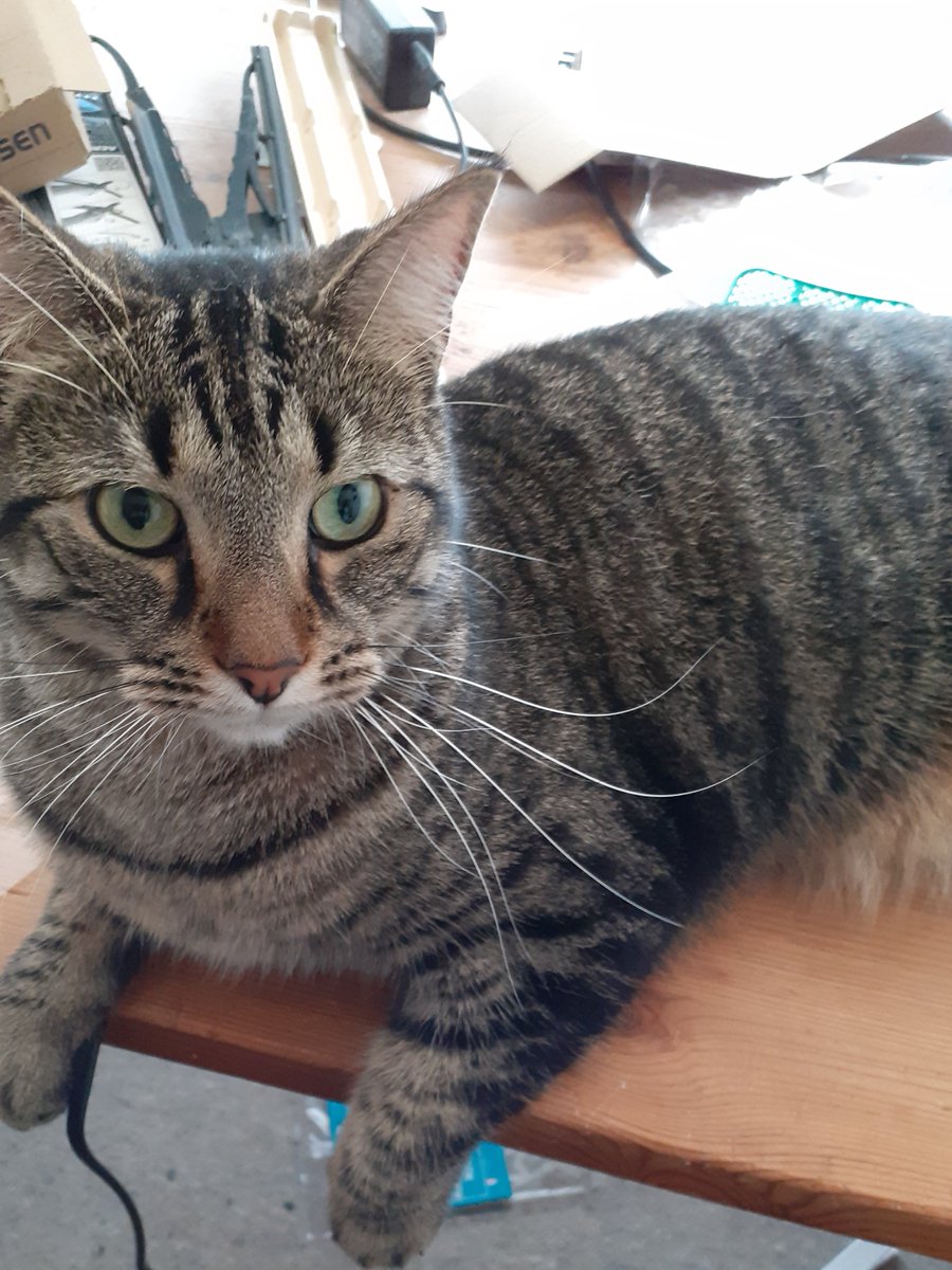 Look at this handsome boy relaxing on a table near to me...we love him soo much 🩷😻😘🥰😍 #CatsOnTwitter  #CatsOnX #catlover #Catlovers