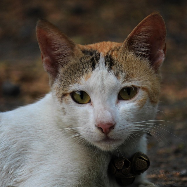 Cesar Cardenas tweet media