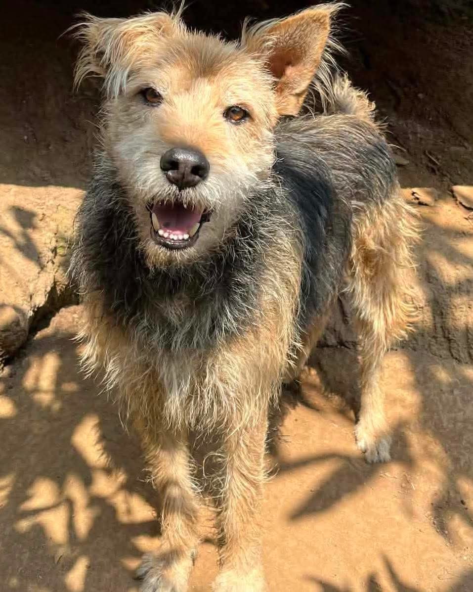 The Sound Of Animals tweet media