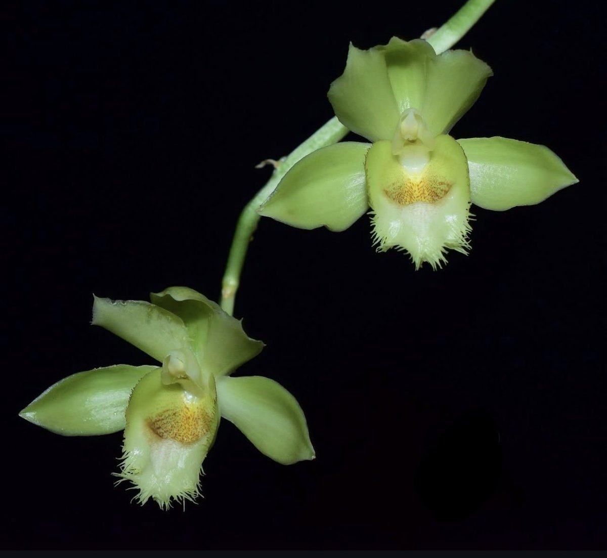 ElaOrchids tweet media