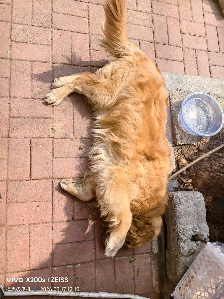 枫岚今天吃什么🔜？ tweet media