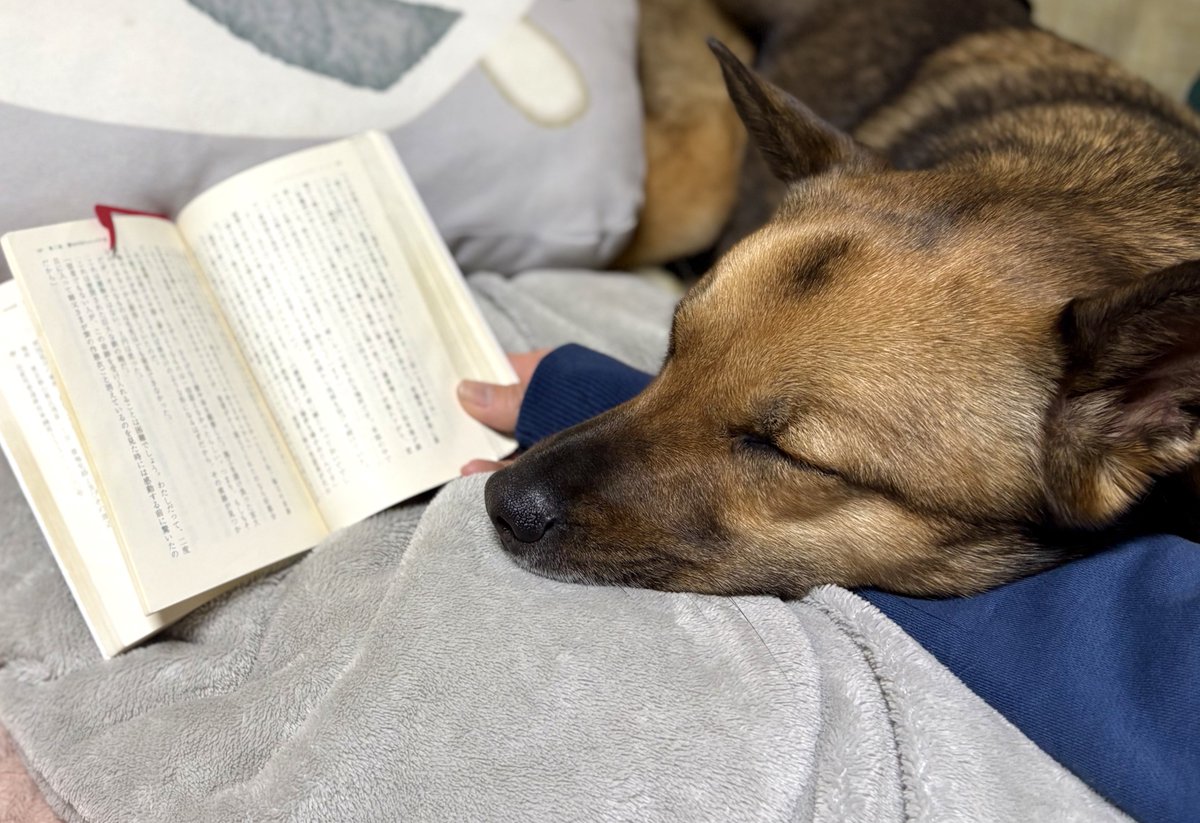 Biihyo's tweet photo. 本を読んでいるといつもアゴを乗せにきてそのまま眠ってしまう犬。 https://t.co/h5tHpy5b7v