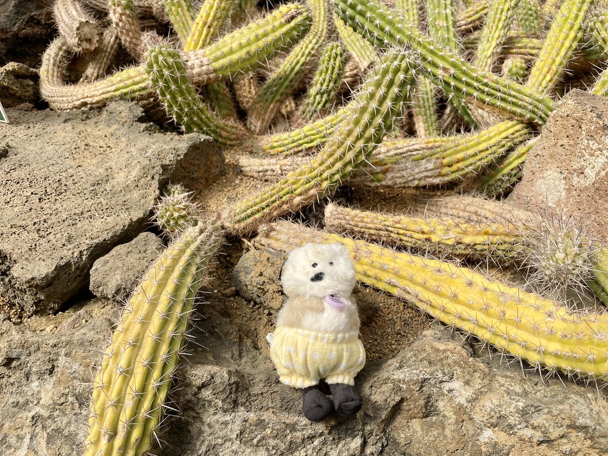 ipozou's tweet photo. うねうねサボテン🌵
#호즈미 #hozumi #ホズミ #세이호 #sayho #セイホー https://t.co/DdHMuanuyU