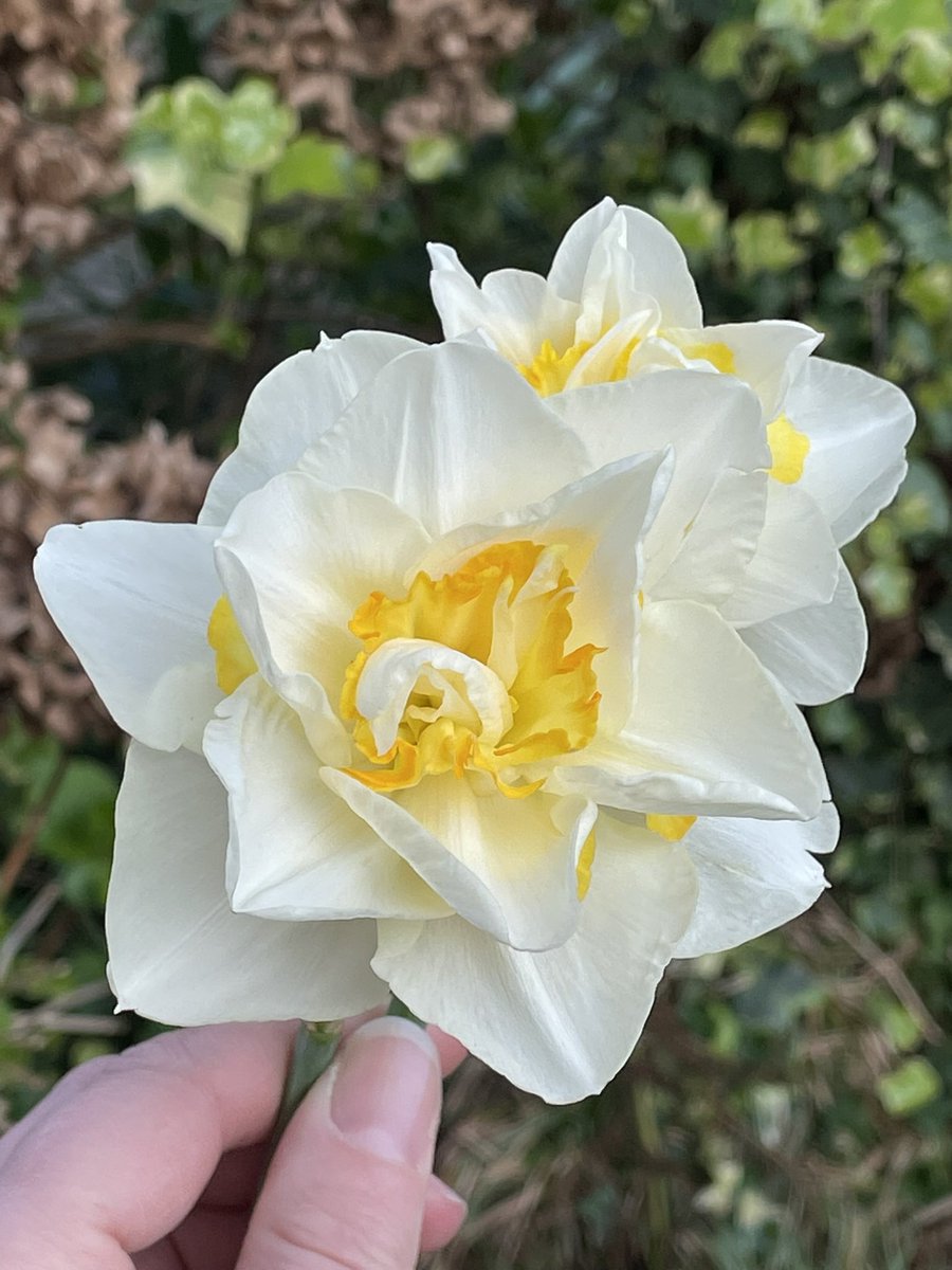 WoodturnersWife's tweet image. With the world so full of negativity and sadness, I wanted to take a moment to share the beauty of mum’s daffodils with you 💛🤍 Spring is here 😌

#nature #positivethoughts #Spring