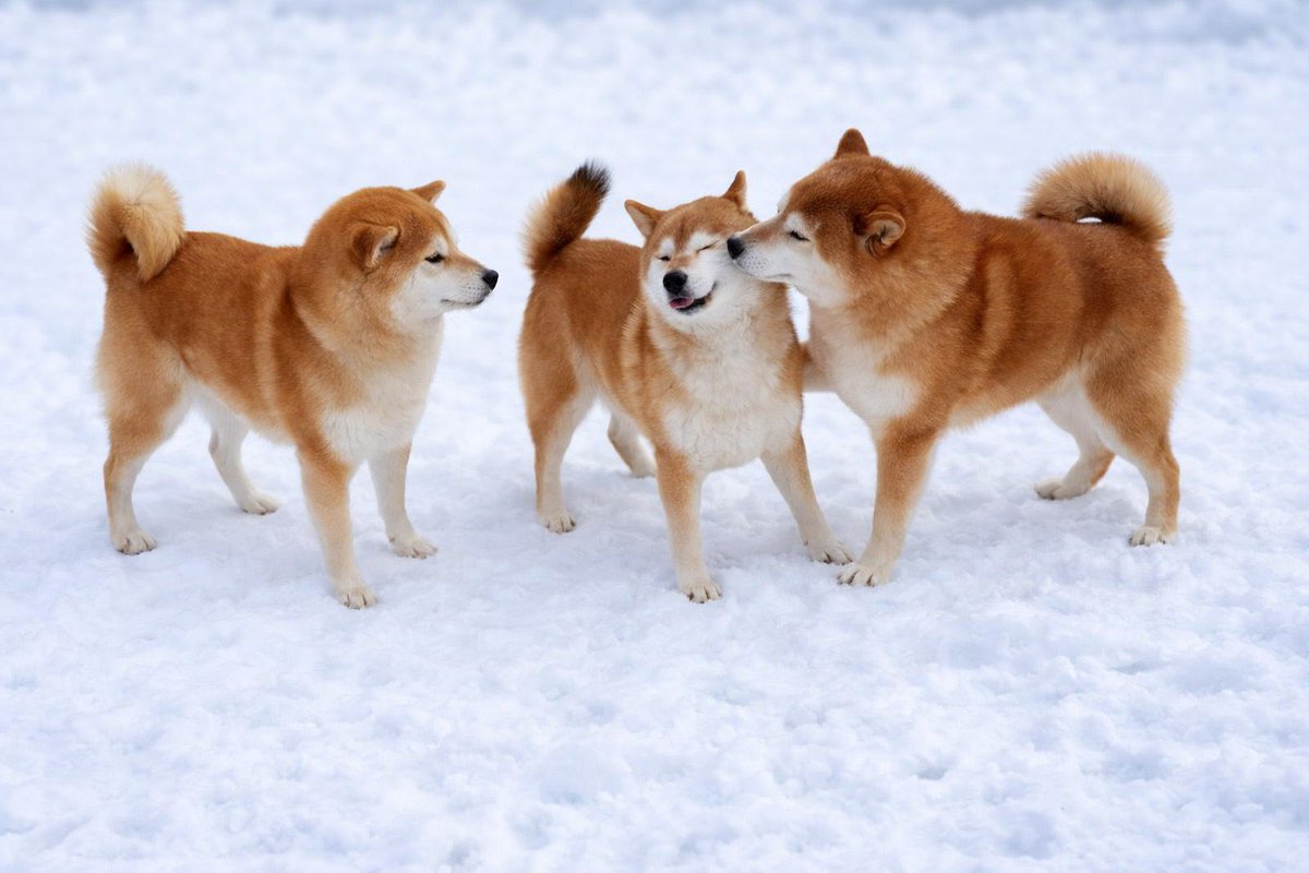 Irina Valko tweet media