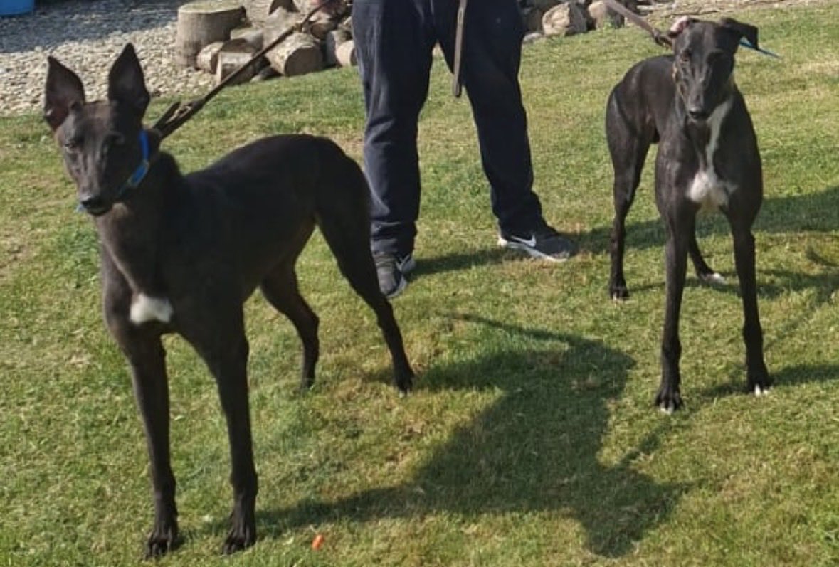 Zenith Racing tweet media