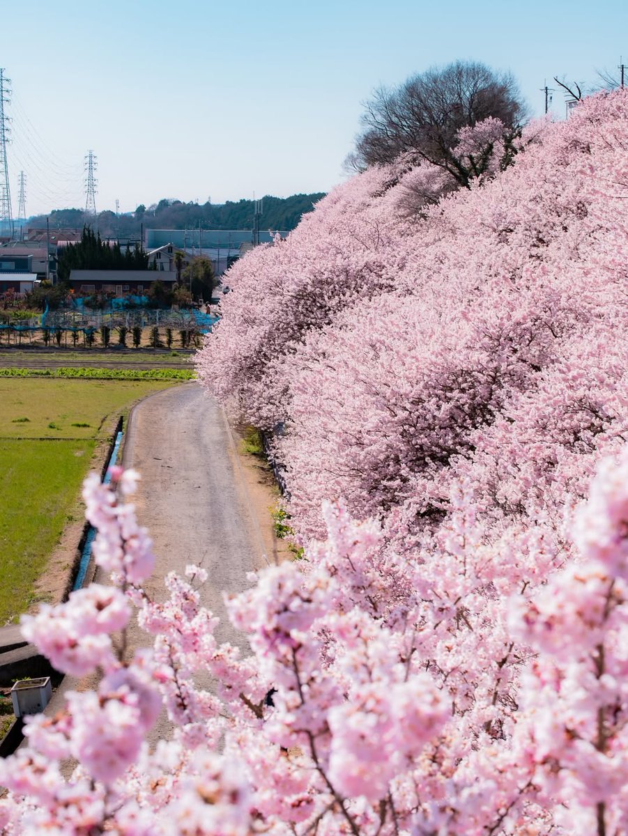 SeascapeNature's tweet photo. Cherry Blossoms in Japan 🇯🇵 https://t.co/Zk3cr5nLzG