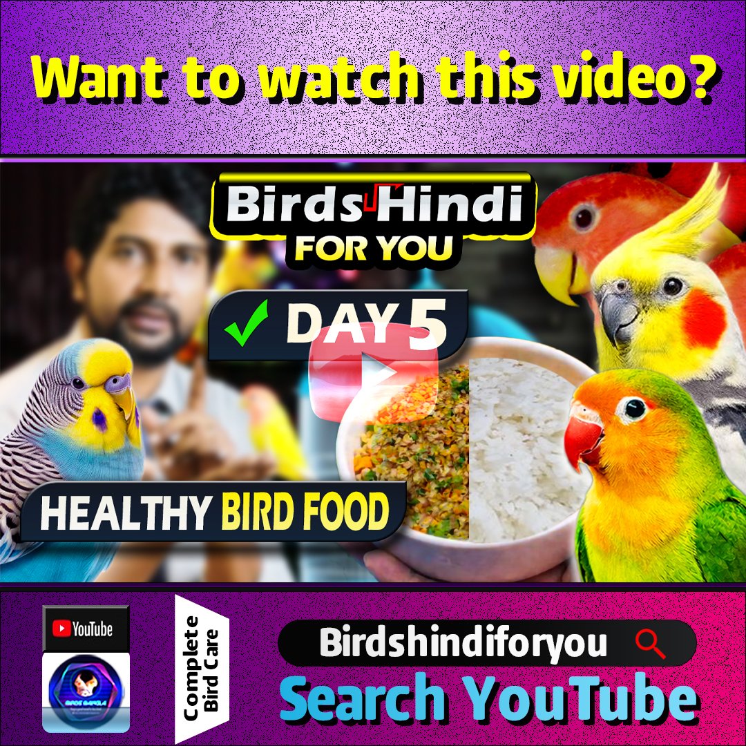 birdsbanglabd's tweet photo. What to Feed Birds on Day 5? Rice + Dal Diet Hindi✨
Want to watch this video?
Search YouTube Birdshindiforyou
Is video mein hum discuss kar rahe hain Week ke Day 5 Feeding Routine for
Budgerigar,
Lovebird,
aur Cockatiel. https://t.co/haD0xUQKT5