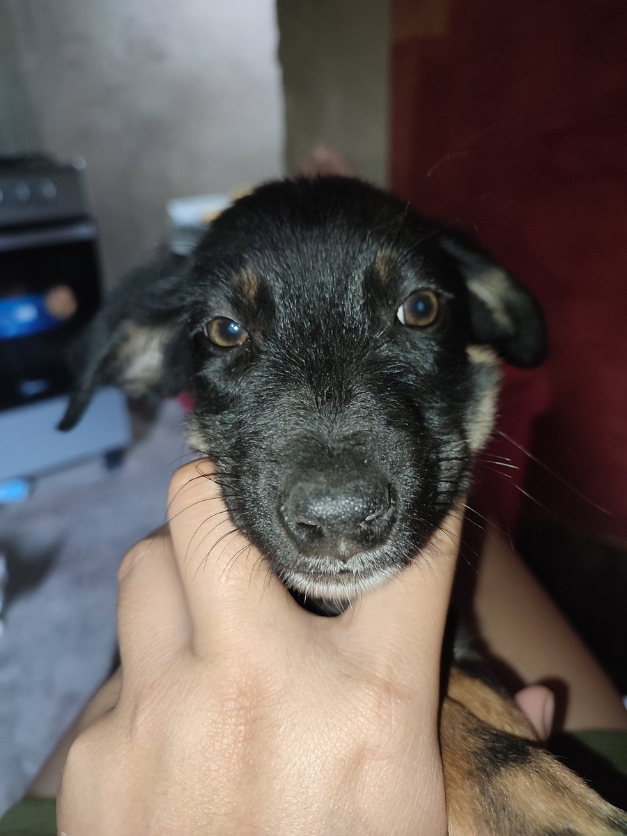 Suncheese29's tweet photo. Pinakamasakit  bilang isang furparent...tangina dahil sa sakit na Parvo isa isa kayung kinuha sakin... Sobrang sakit launay nga makitkitaknga marigrigatan kayu... Mahal ko kayu mga anak ko😭 https://t.co/OGZD58ilh7