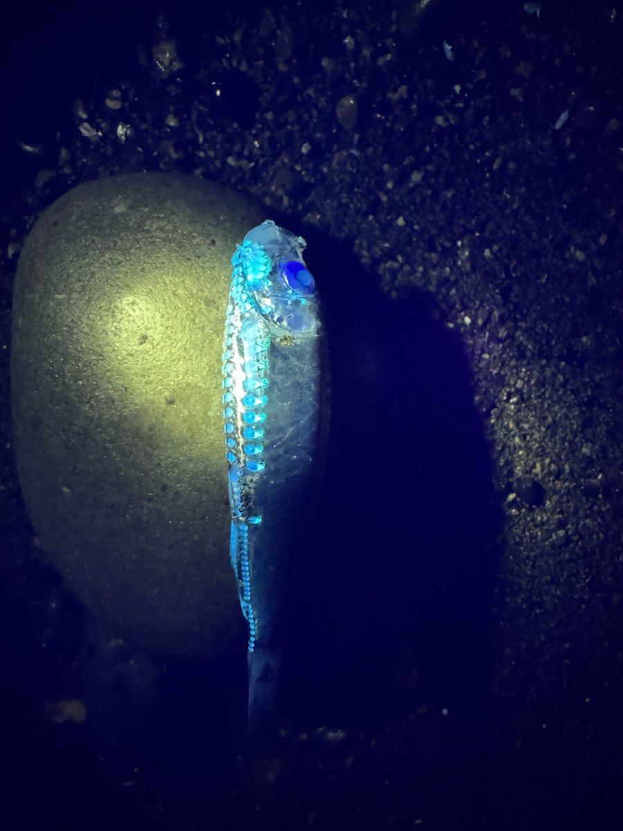 デストロイ=ハカイ tweet media