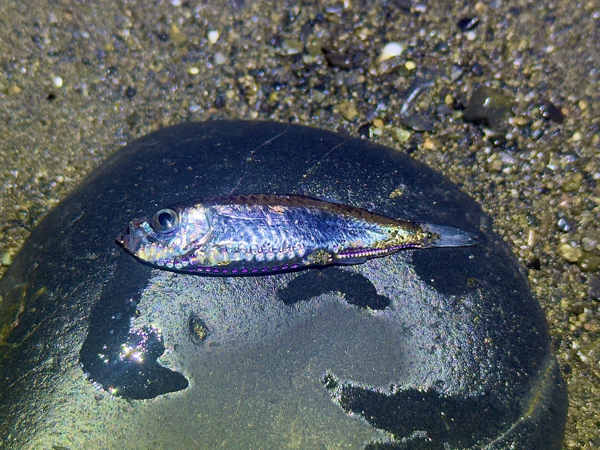 デストロイ=ハカイ tweet media