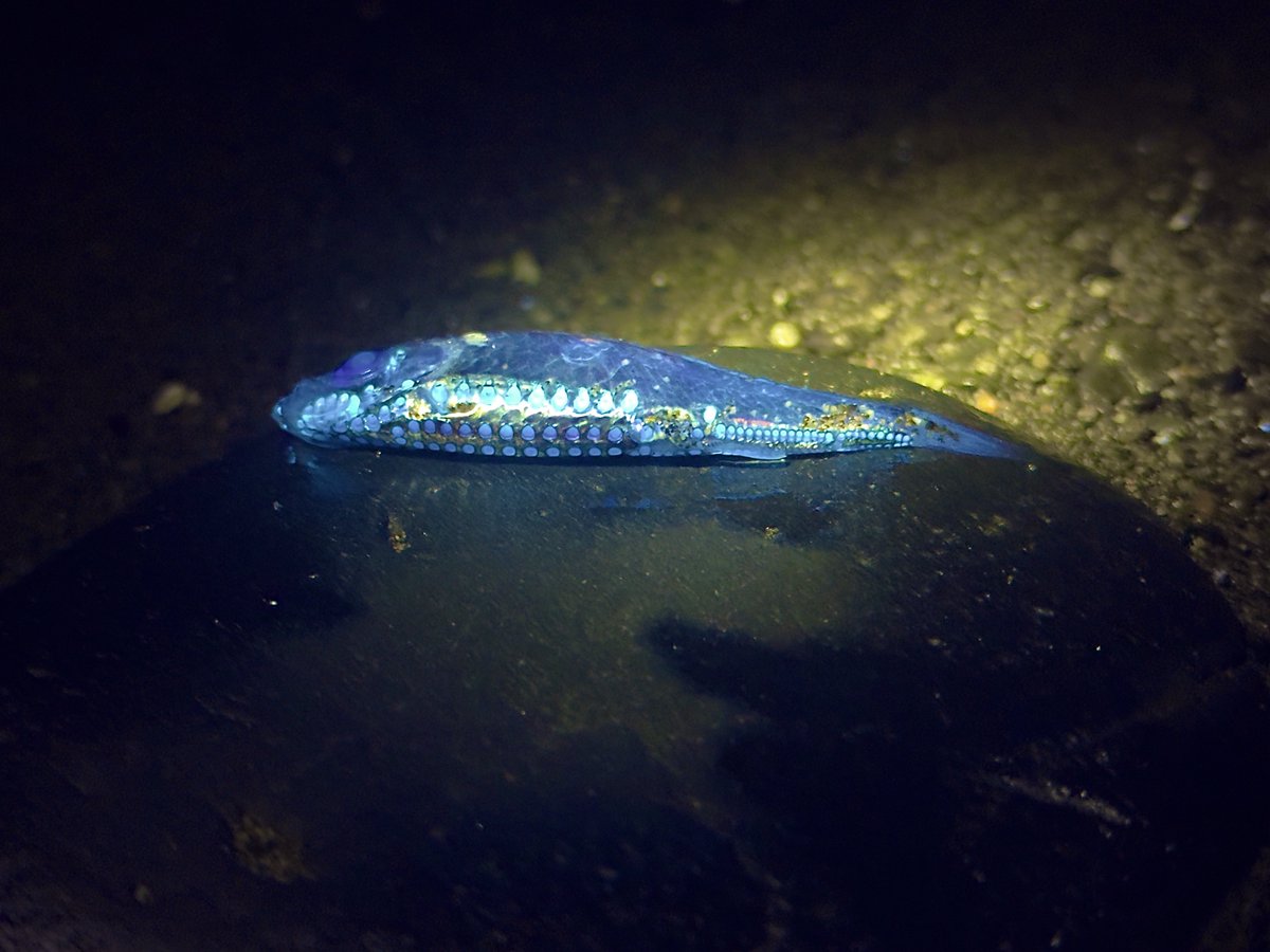 デストロイ=ハカイ tweet media