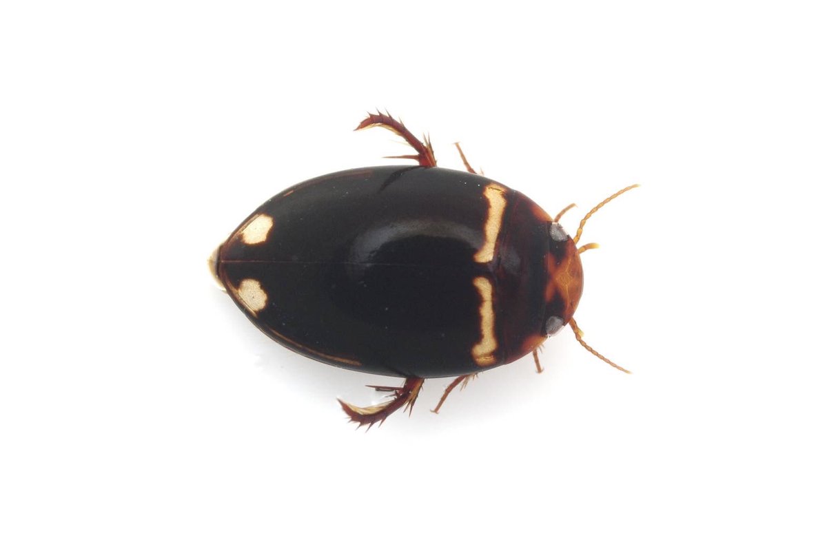 麻布学園生物部昆虫グループ tweet media