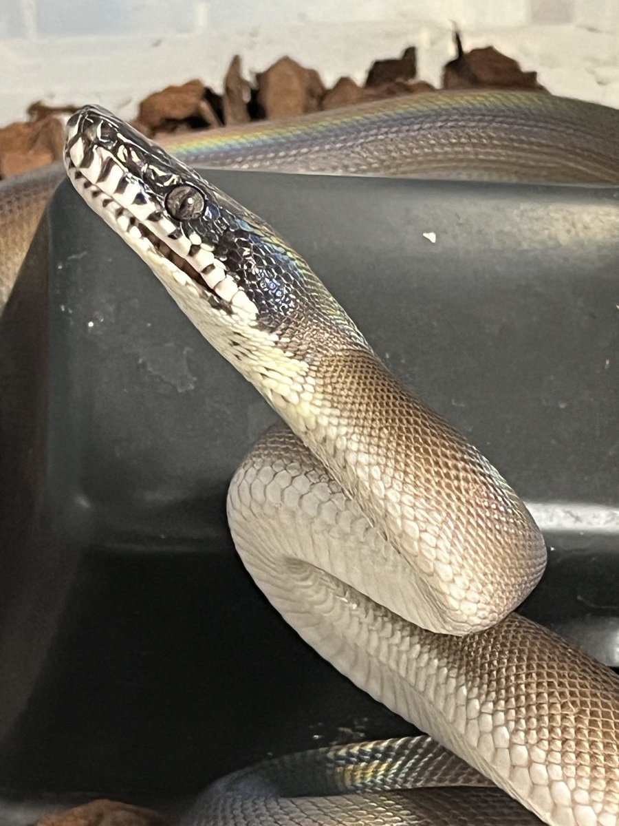 Mikage Pythons tweet media