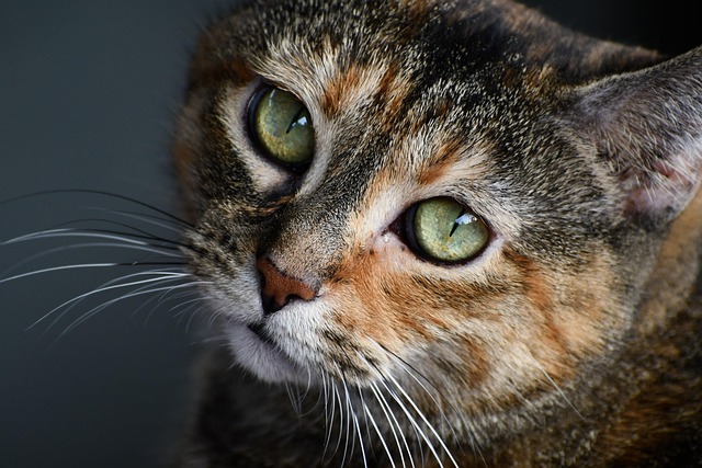 Ashley Luce tweet media