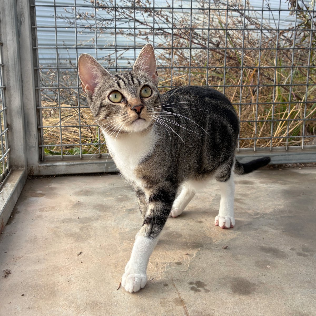 El Refugi dels Peluts tweet media