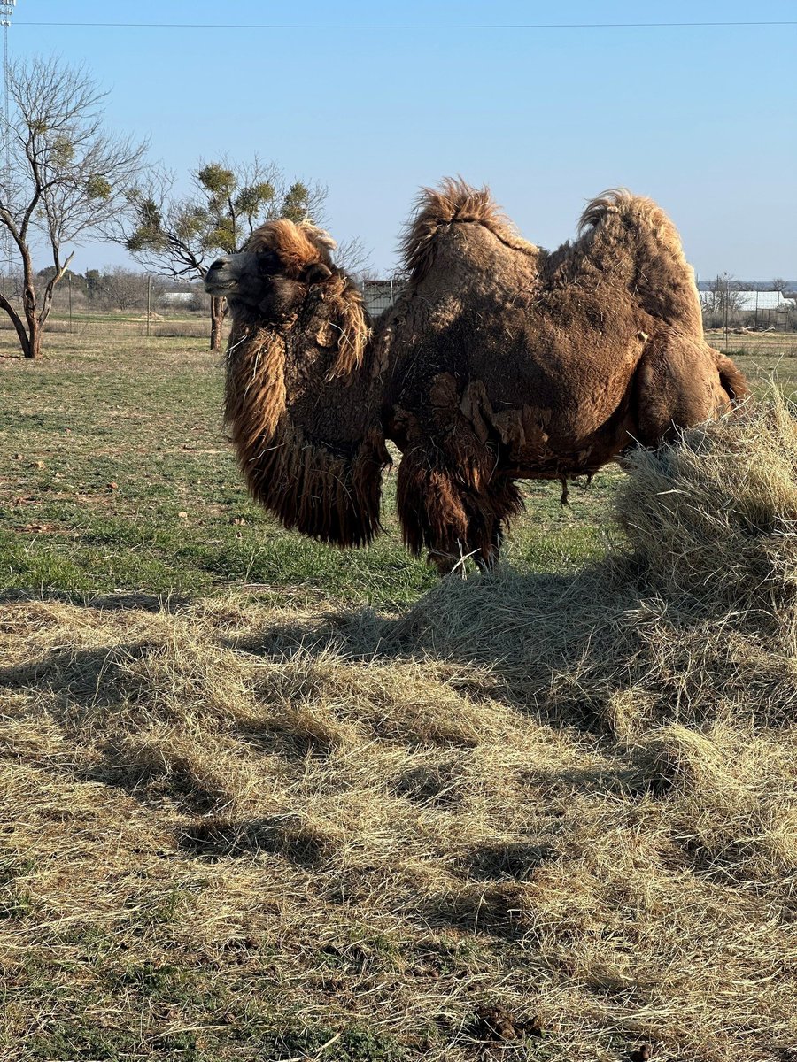 BuffaloRon tweet media