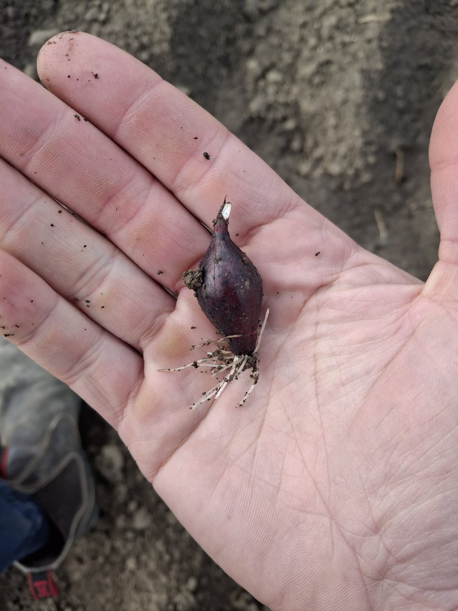 Joost Rijk tweet media