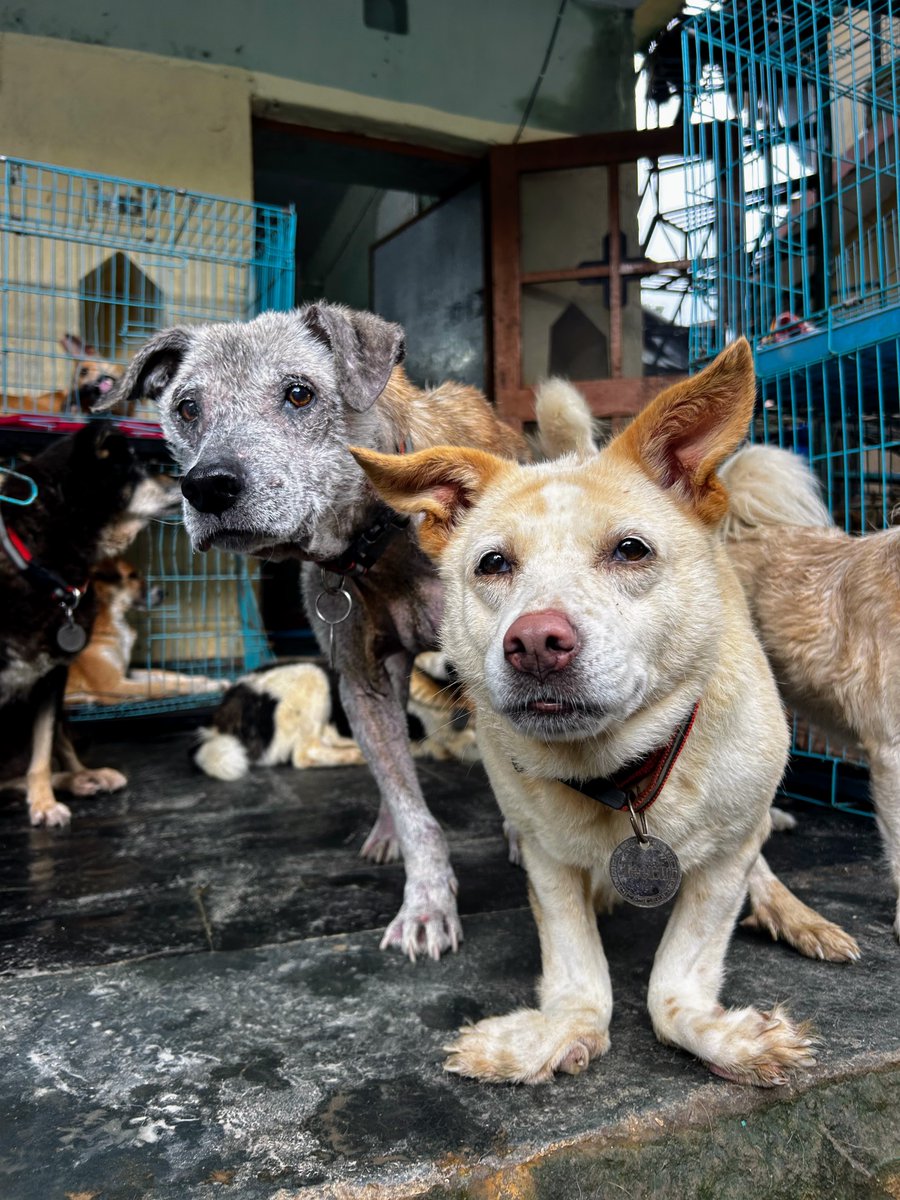 SPCA International tweet media