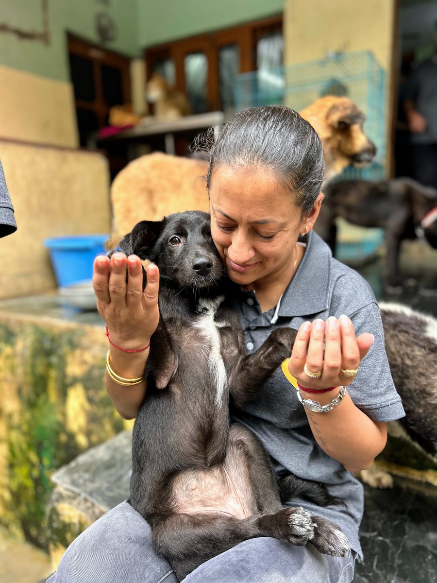 SPCA International tweet media