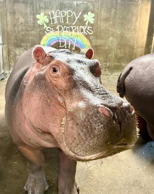 Cincinnati Zoo tweet media