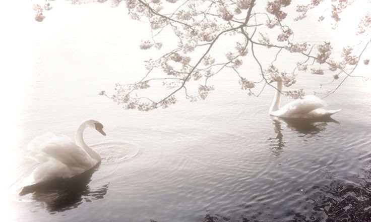 ʚ cate ɞ tweet media