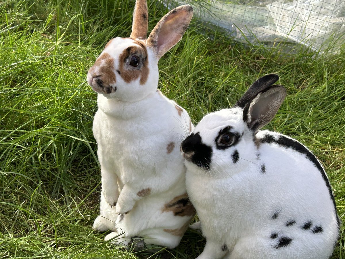 🦇CozyBat 🐇 tweet media