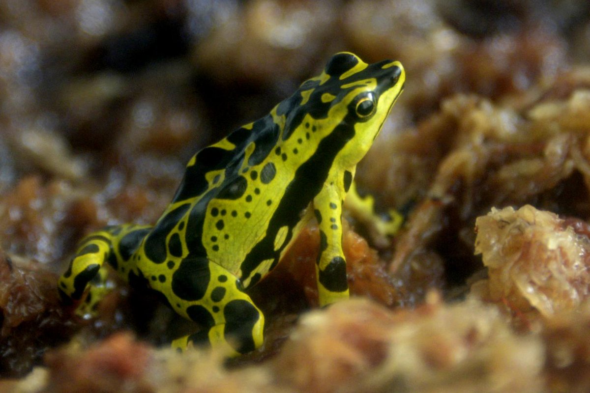 Vetitude's tweet image. 🐸 Comment les #grenouilles amazoniennes sont protégées de leur #poison mortel

ow.ly/LCma50Yv7U4