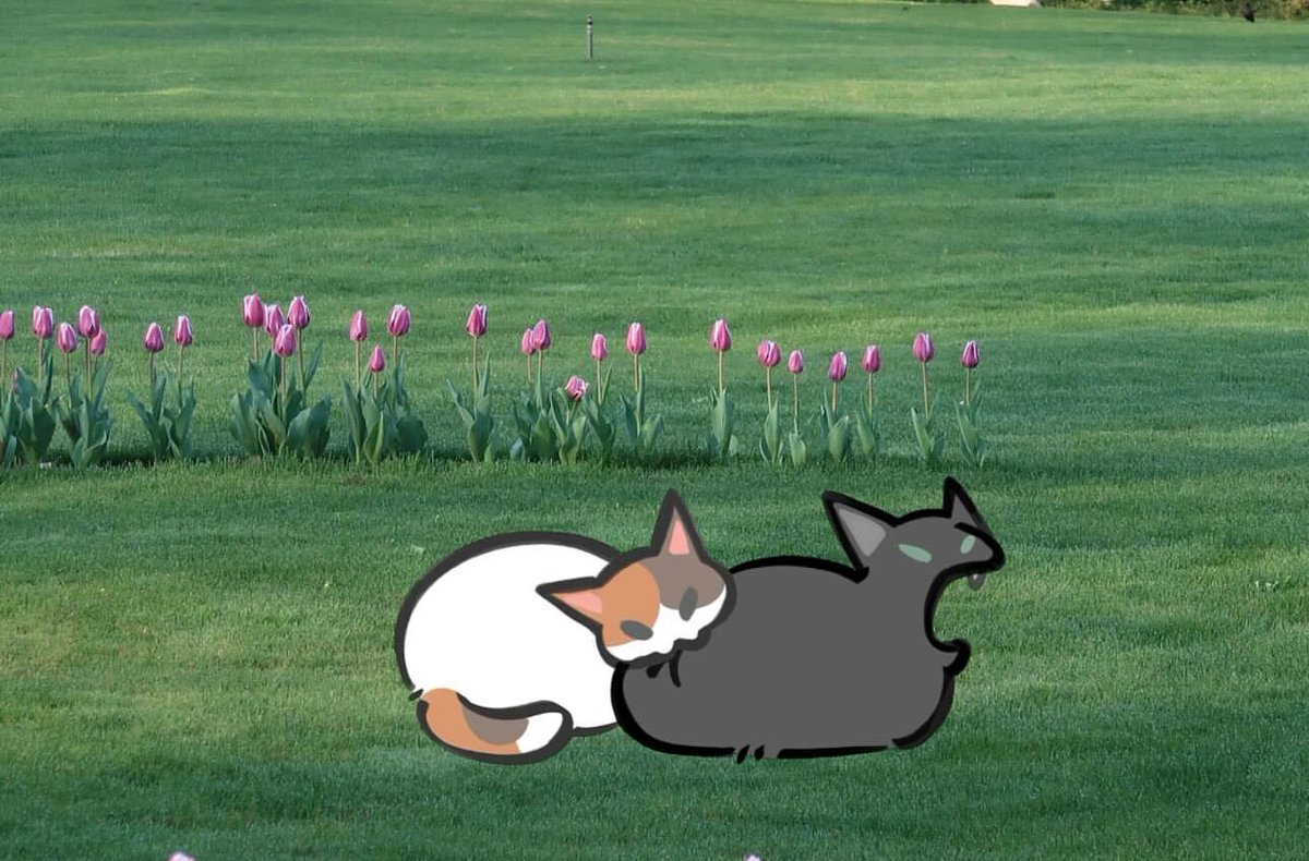 Why you should have a cat tweet media