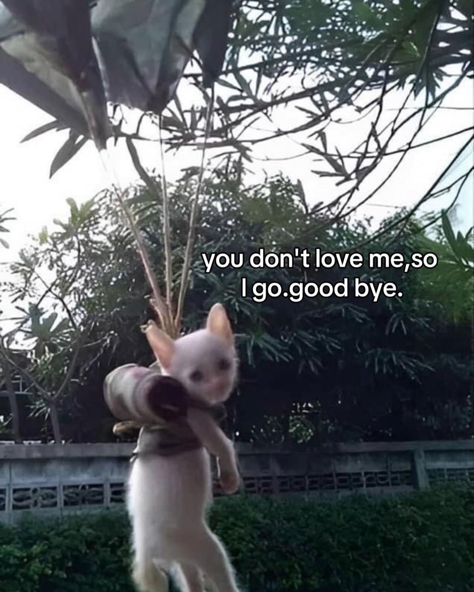 Posts Of Cats tweet media