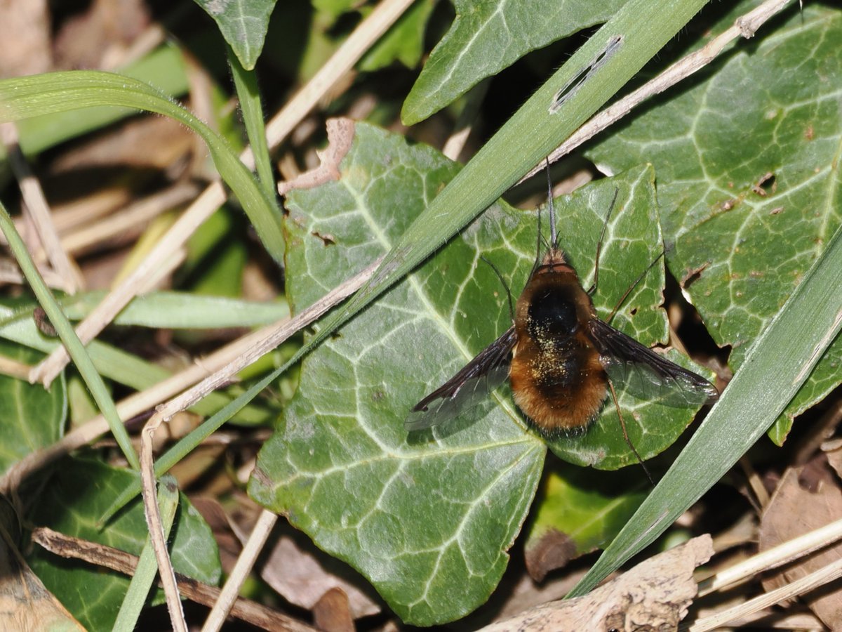 Harry's Birds & Wildlife tweet media