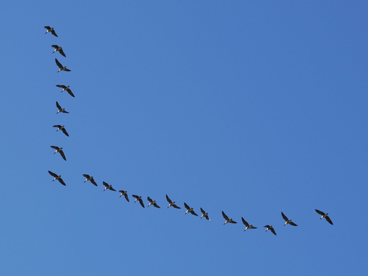 Harry's Birds & Wildlife tweet media