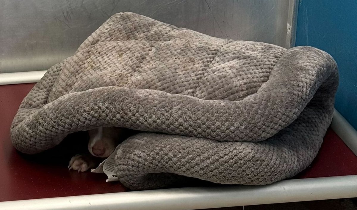 Aggieland Humane Society tweet media