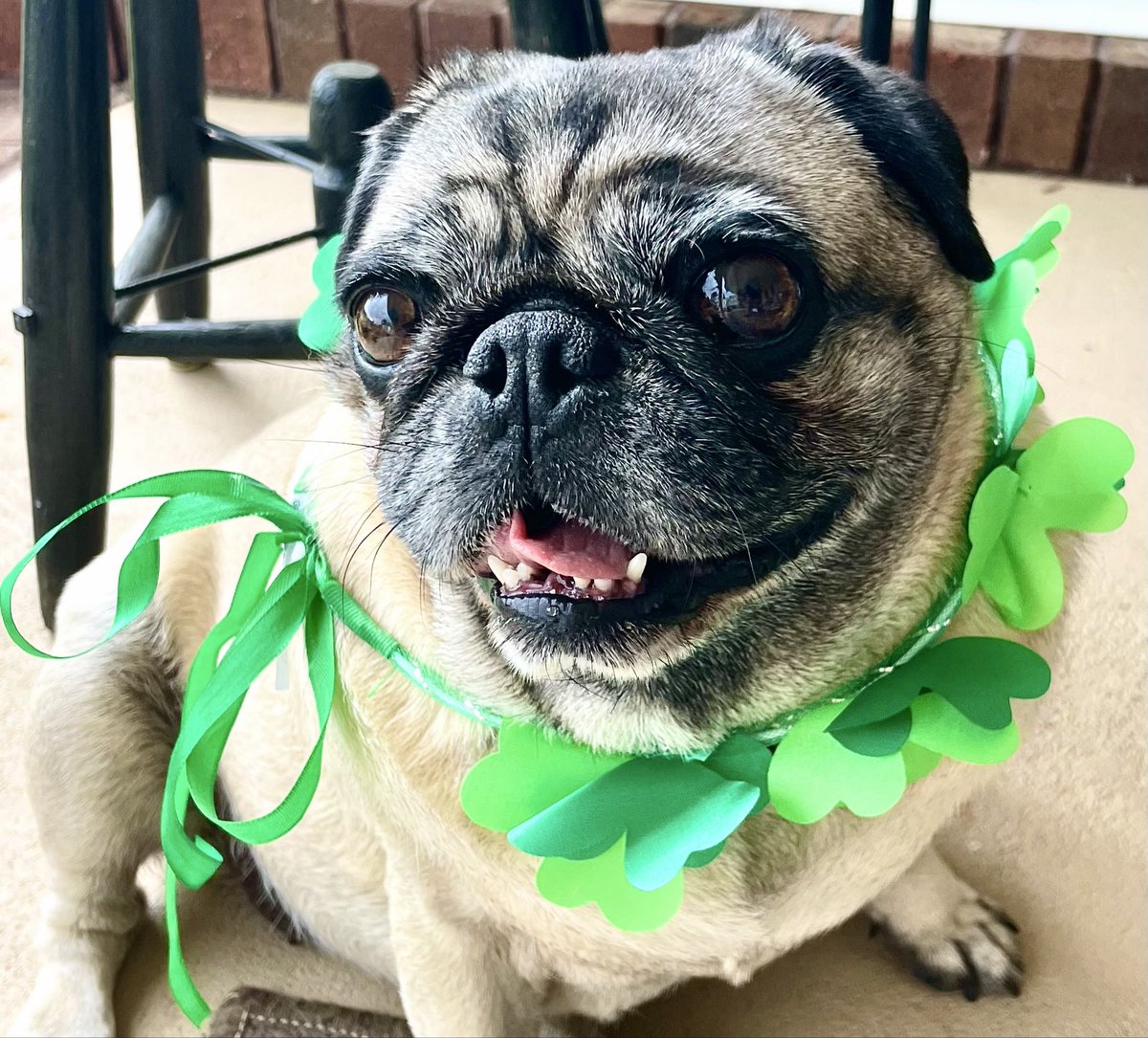 Lily, Annie, Angels Spencer, LuLu, & Tanner! tweet media