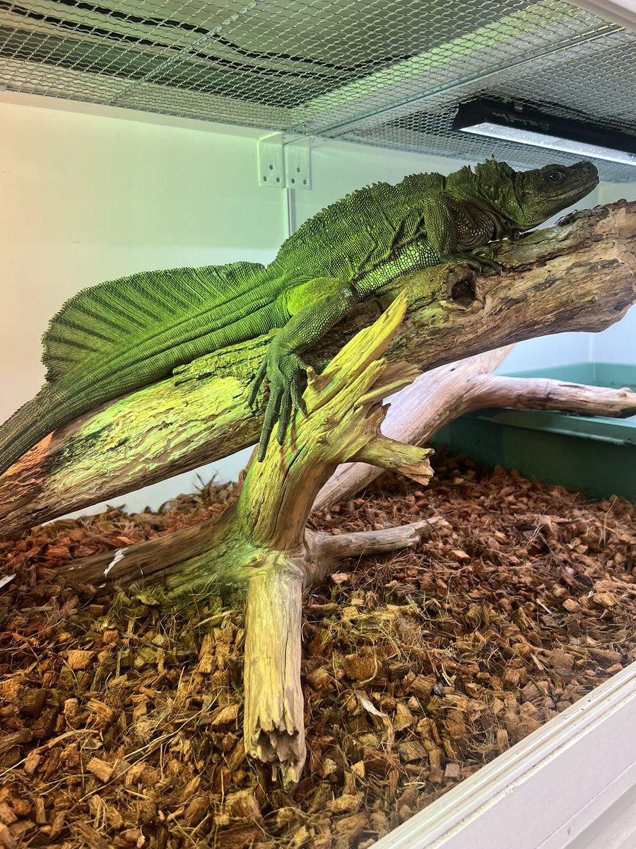 【＋libero. monster box】 〜上昇志向で自由な怪物の箱〜 tweet media