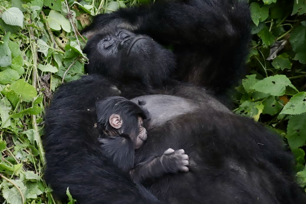 Virunga National Park tweet media