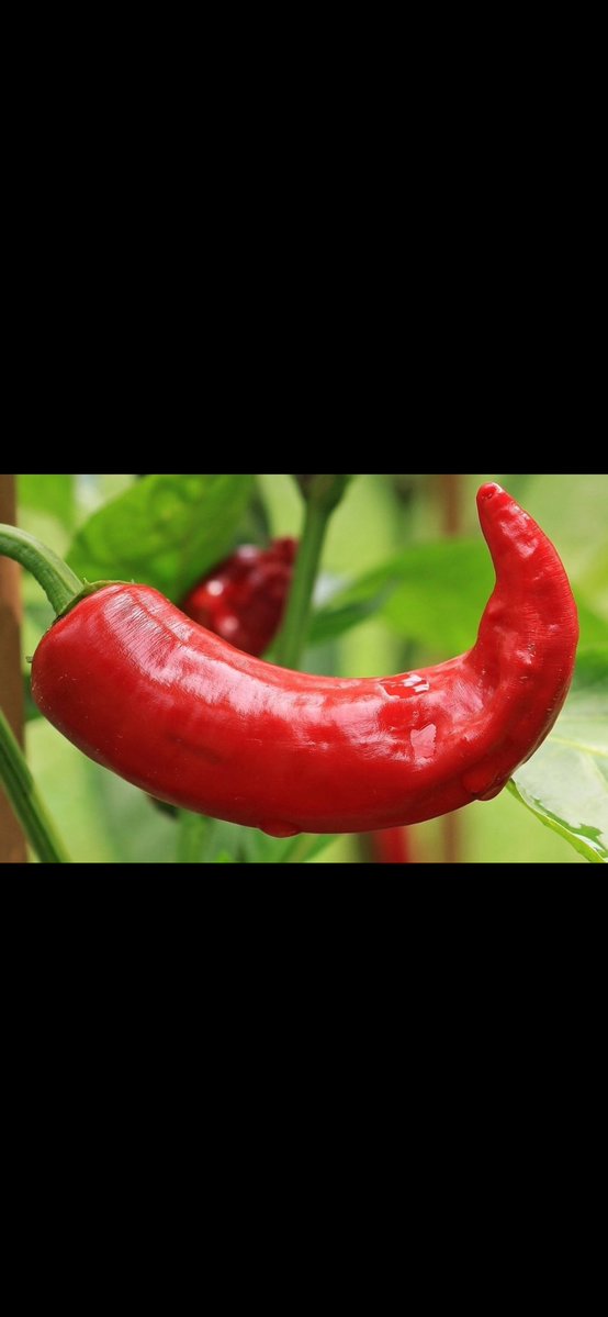 Fernando Saenz tweet media