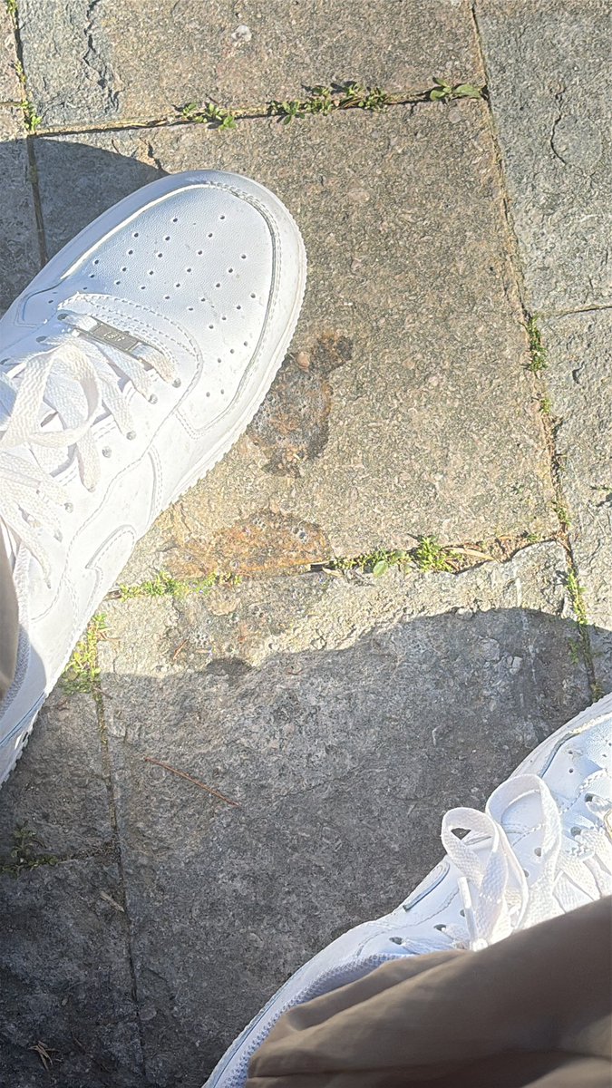 Amo Árabe 🇲🇦🇩🇿 tweet media