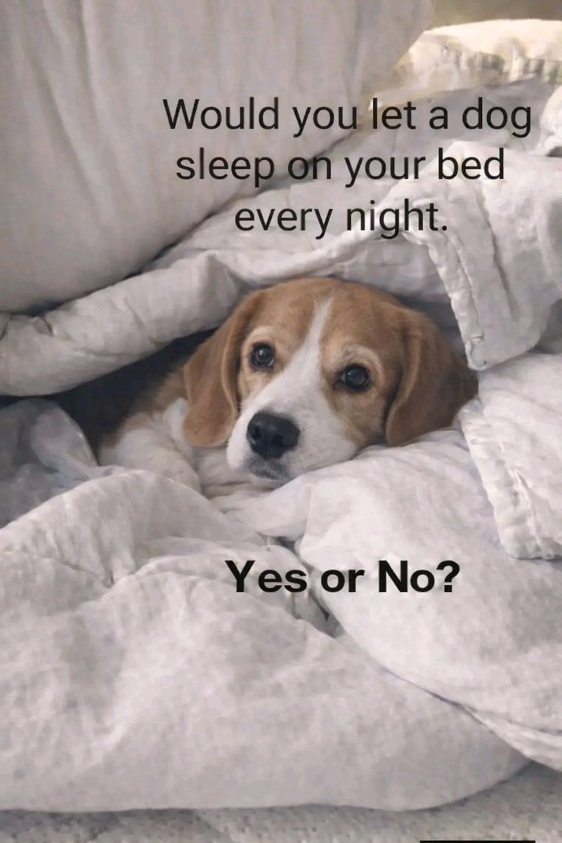 beagle_lover tweet media