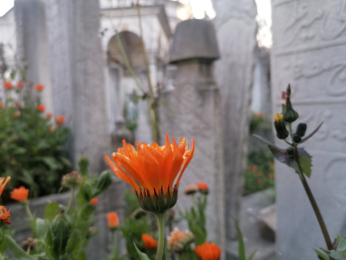 nidayisevim's tweet photo. Bunlar bir vakit beğler idi 
Kapıcılar korlar idi
Gel şimdi gör bilmeyesin 
Beğ hangidir ya kulları

Yûnus Emre [k.s.]

#MedeniyetimizinSessizTanıkları #OttomanTombStones 

📷 Eyüp Sultan'dan. https://t.co/r2zgb7swIA