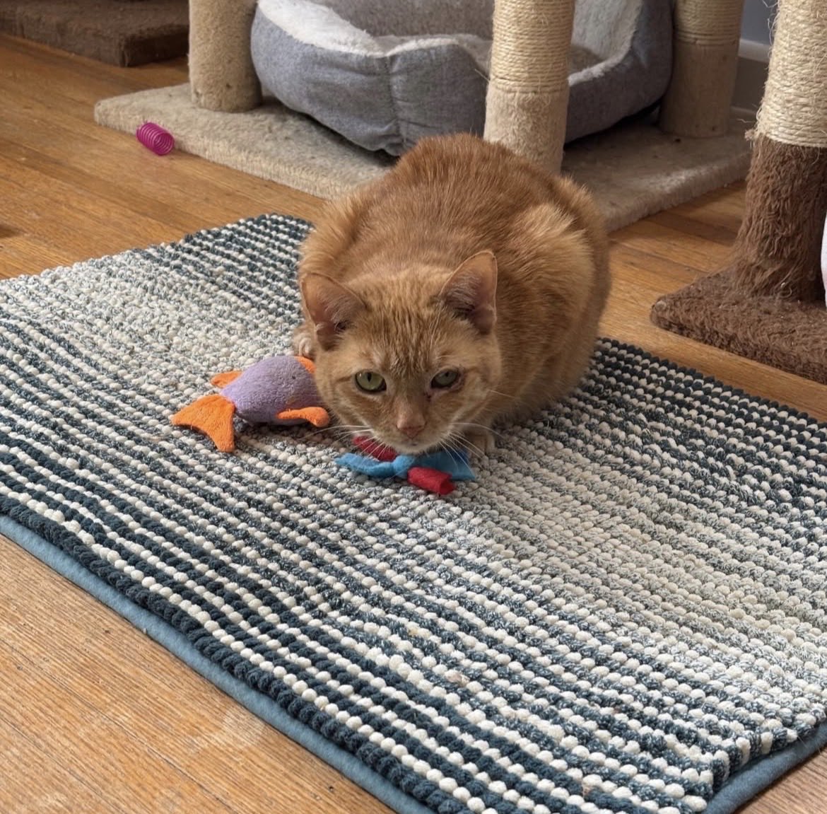 norberg & co tweet media