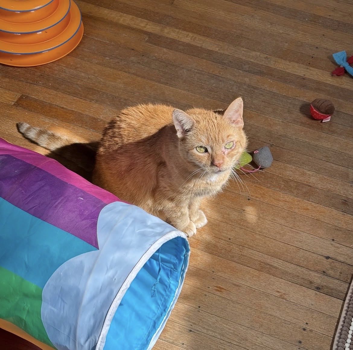 norberg & co tweet media