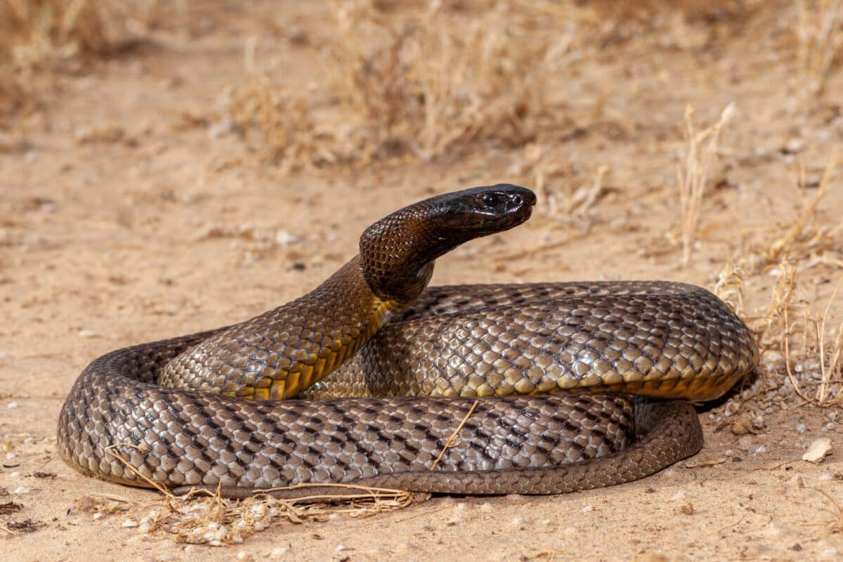 anj_116_'s tweet photo. So Australia once released 3 Million Fire Ants in an attempt to control Inland Taipan (World's Most Venomous Snake) populations. The results were far reaching and devastating effects to the ecosystem. 

What started as a controlled release of 3 Million Fire Ants (not at once) into areas that were inhabited by the Inland Taipan that had potential human settlement turned out to be an experiment that would turn back to haunt the Australian Scientists. 

See Fire Ants are what we call voracious eaters. Whatever they find they will eat. They eat anything from grass seeds, to small hatchlings and even eggs and small mammals. The Inland Taipan primary diet is the Long haired rat. The long haired rat eats grasses and its equally one of nature's seed dispersal agents. Now Fire Ants eat everything including baby inland Taipans and baby long eared rats and those grass seeds. Releasing them into the ecosystem caused the biggest imbalances ever. 

1. Inland Taipan populations really dipped initially. In any area the fire ants were released, they decimated Taipan populations. While the Taipan is the most venomous, imagine it biting a fire ant. Not possible. But fire ants against the inland Taipan: Swarms will always win. And the fire ants ate juvenile Taipans and Taipan eggs. 

2. Long haired Rat Populations decimated. Given the rats live in burrows and the fire ants move like a well oiled coordinated machine in every crevice and burrow meant baby rats were killed. That affected the ecosystem as rats not only supported Taipans, but also other carnivorous mammals like Dingos and birds. 

3. Fire Ants adapted: They became more bigger and more aggressive. And even resistant to pesticides that the same Australian Scientists were trying to kill them with. 

4. Grass cover shrunk and that caused a ripple effect. Herbivores populations reduced because of shortage of grass. Kangaroos and Co moved to where human settlements were to find food. 

While Taipans have bounced back as they moved to areas where there were no ants, human interaction with this shy snake is becoming inevitable. It takes only 10Mg of Taipan venom to down a human being. One bite from the Inland Taipan unleashes 100Mg of Venom.....no Human deaths have been recorded yet. For the rats its not so easy. They are not bouncing back as fast as expected and that's causing a strain in that ecosystem. 

The fire ants are still a problem for the Scientists that released them. Worse, is they have to deal with an Invasive Species that is 15 Million strong in population that is highly adaptive and ready to shift if need be.