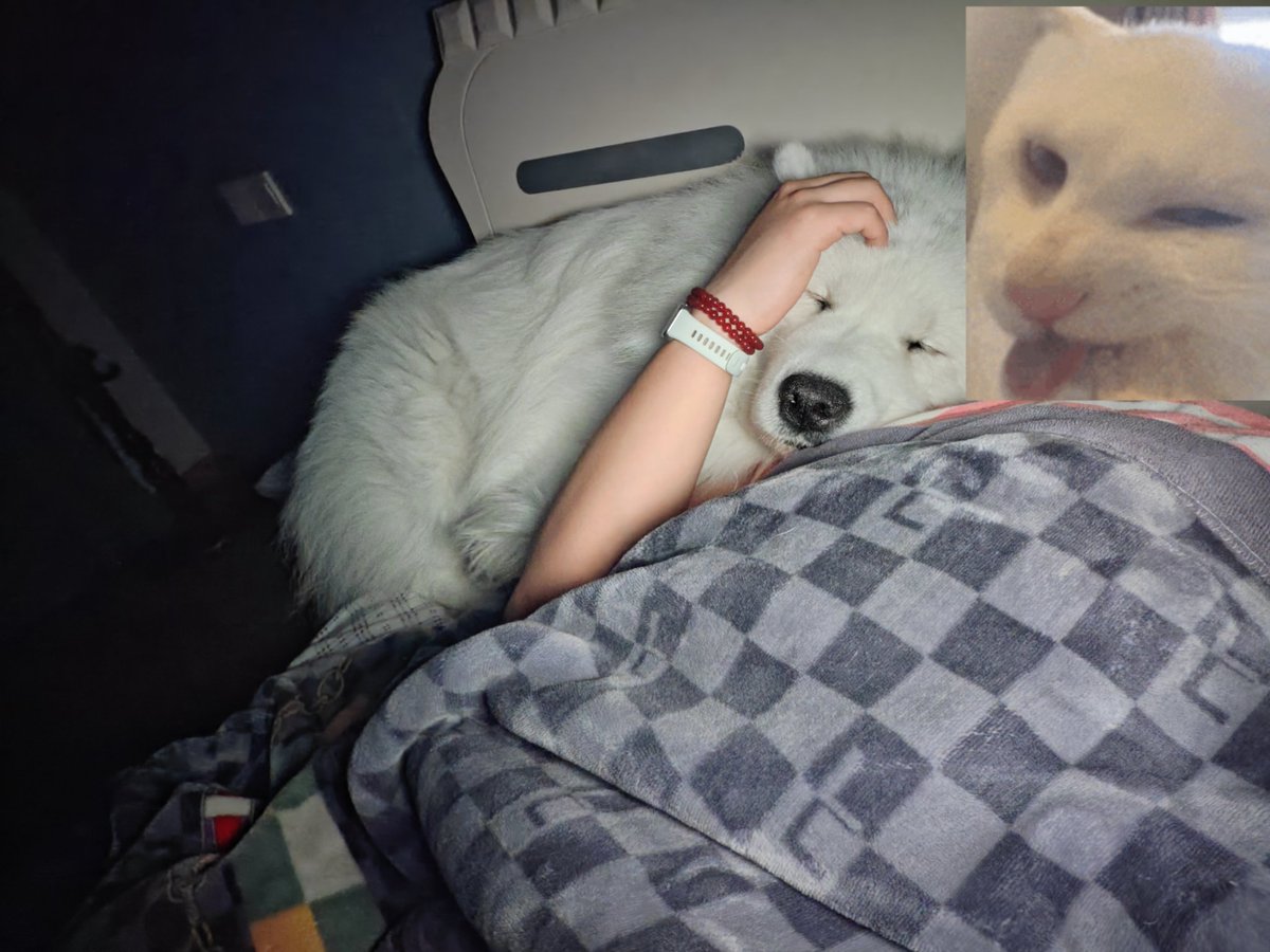 梦羽🪶（化蛹） tweet media