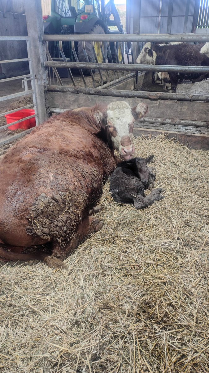 Joshua Moore tweet media