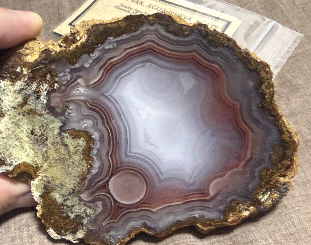 グンマー tweet media